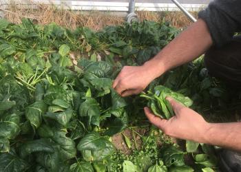 A grower harvests spinach from a high tunnel in February 2021. Photo: G. Higgins