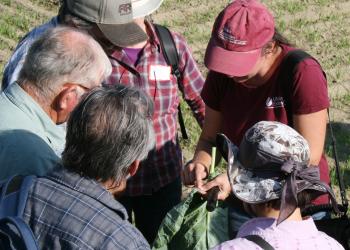 Vegetable Educator Sue Scheufele shows a brassica pest example to growers at a Twilight Meeting. Photo: Sandy Thomas, UMass