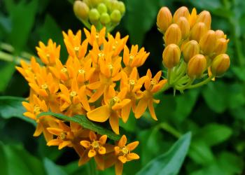 Butterfly weed is the featured plant for August.