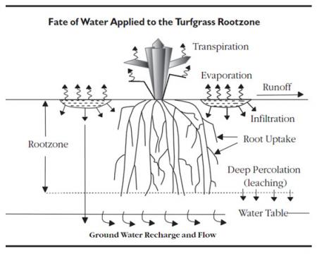 Fate of water applied to the turfgrass rootzone