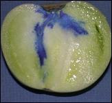 Blue dye showing infiltration into tomato pulp. Photo credit: M.J. Mahovic