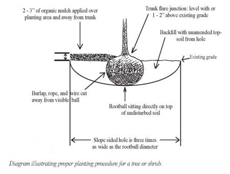 Diagram illustrating proper planting procedure for a tree or shrub.