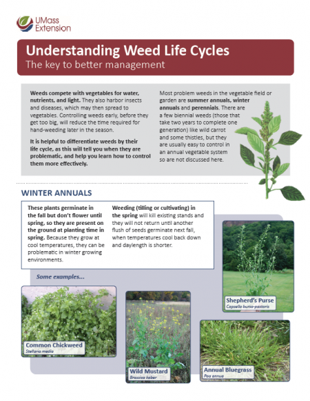 Understanding Weed Life Cycles