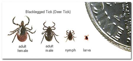 Deer ticks in Massachusetts
