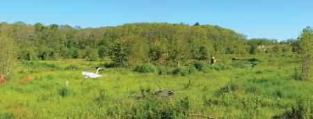 Great white herron glides over restored wetland  Photo: Kristen Foresto