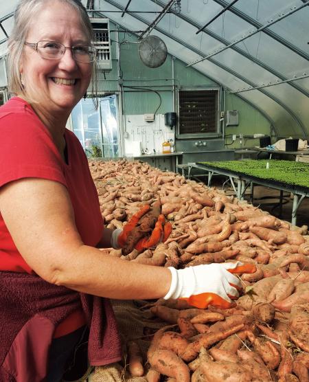 Kim Concra sorting Cape Cod potatoes for Hungry for the Harvest event. photo: © Rebecca Westgate
