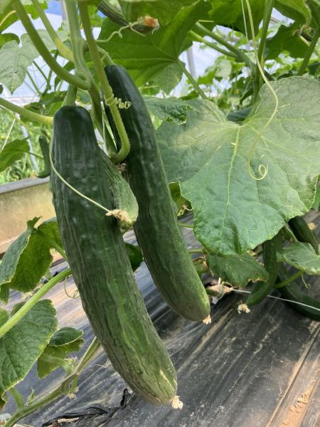 Two cucumber fruit hanging from a vine.