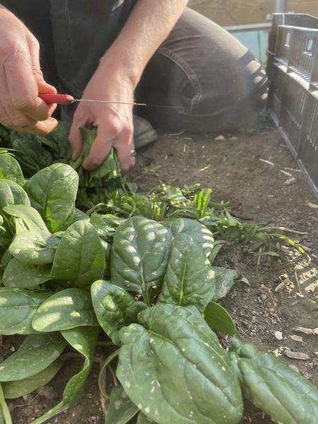 Someone's hands harvesting spinach with a knife.