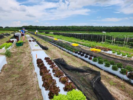 Several beds of various types of lettuce. covered in silver mulch, covered with shade cloth.