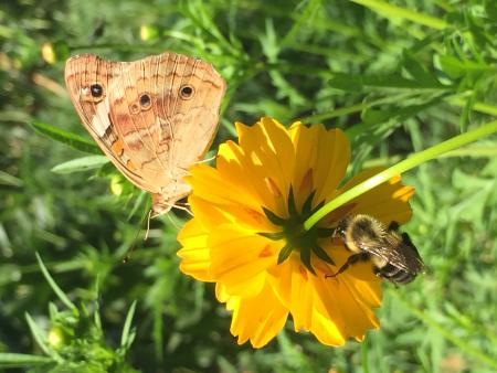 Bee and Butterfly on a Flower