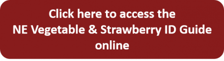Button reading "Click here to access the NE Vegetable & Strawberry ID Guide online"