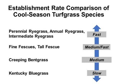 establishment rate comparison by cool-season turfgrass species