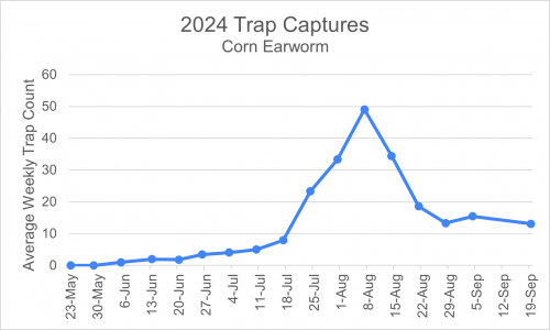 A graph showing 2024 corn earworm trap captures.