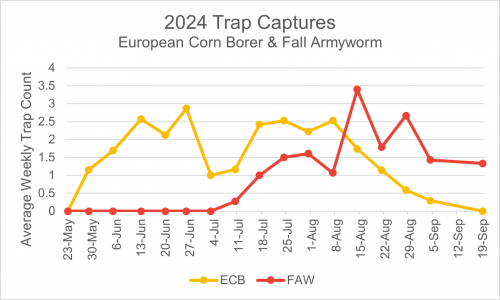 A graph showing 2024 European corn borer and fall armyworm trap captures.