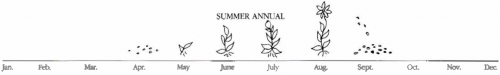 Summer annual weeds germinate in the spring, grow through the summer, flower, set seed, and then die by the winter.