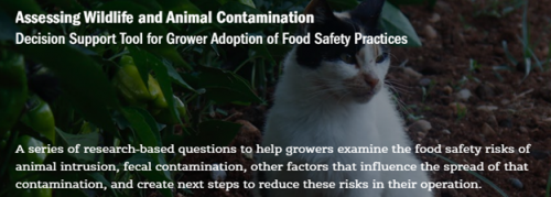 Assessing Wildlife and Animal Contamination - Decision Support Tool for Grower Adoption of Food Safety Practices. A series of research-based questions to help growers examine the food safety risks of animal intrusion, fecal contamination, other factors that influence the spread of that contamination, and create next steps to reduce these risks in their operation. 