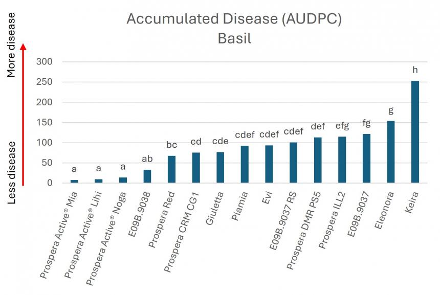 Basil downy mildew severity over time, measured as AUDPC.