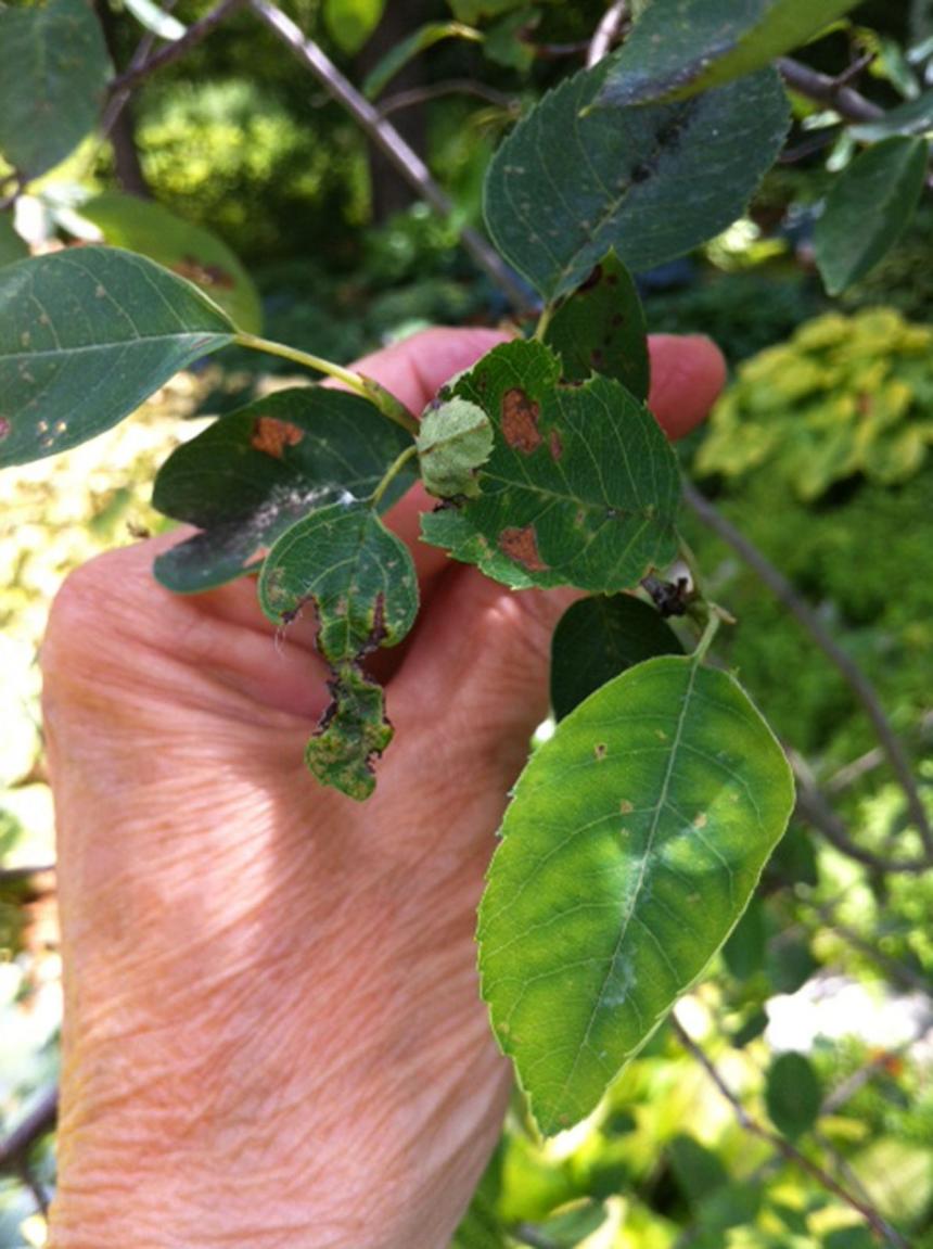 Closeup view of damaged Serviceberry plant leaves