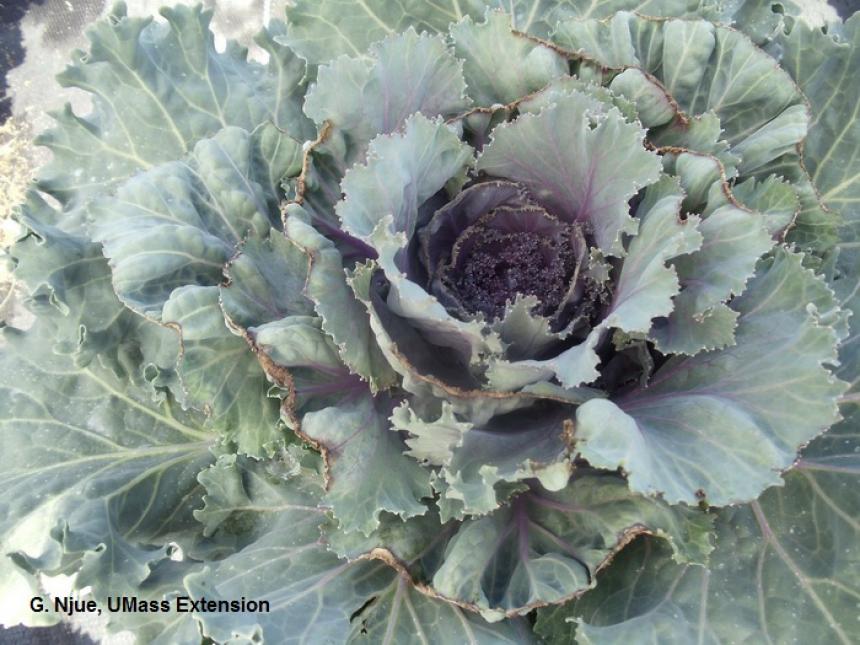 Edge burn on ornamental cabbage