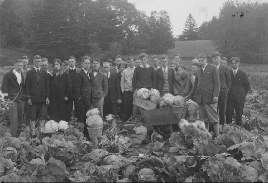 Market gardening class with cabbages in field