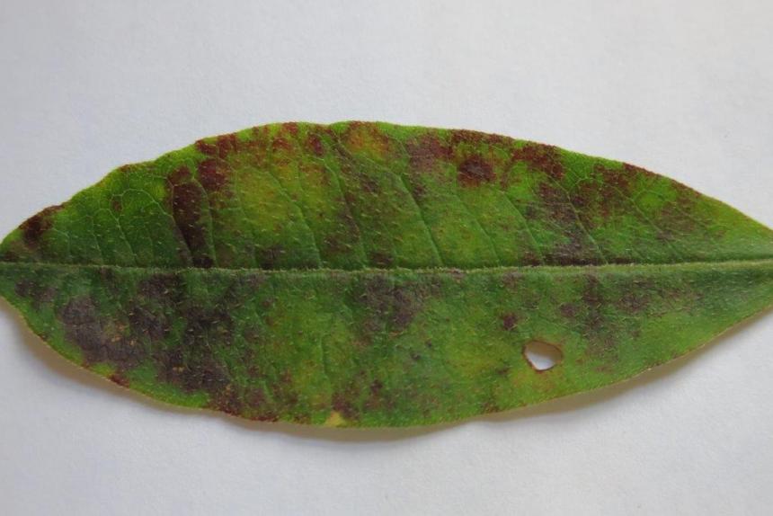 Diseased azalea leaf