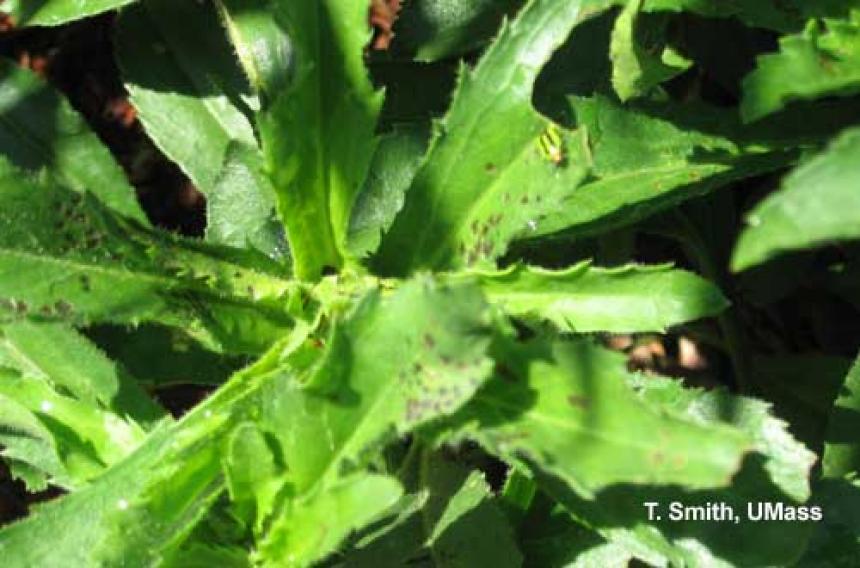 Four lined plant bug and injury on Shasta daisy | Center for Agriculture, Food, and the Environment