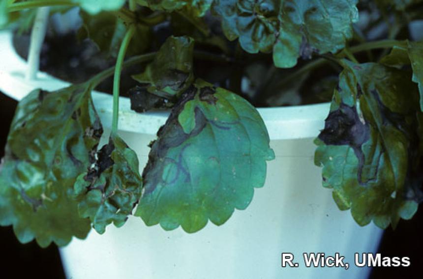 Alfalfa Mosaic Virus (AMV) on Swedish ivy