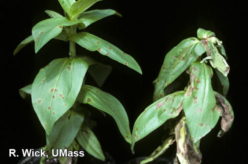 Alternaria Leaf Spot on zinnia