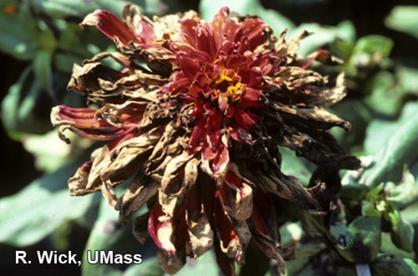 Zinnia - Alternaria Zinnae | Center For Agriculture, Food, And The ...