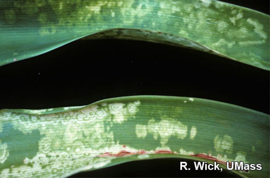 Impatiens Necrotic Spot Virus on Amaryllis (INSV)