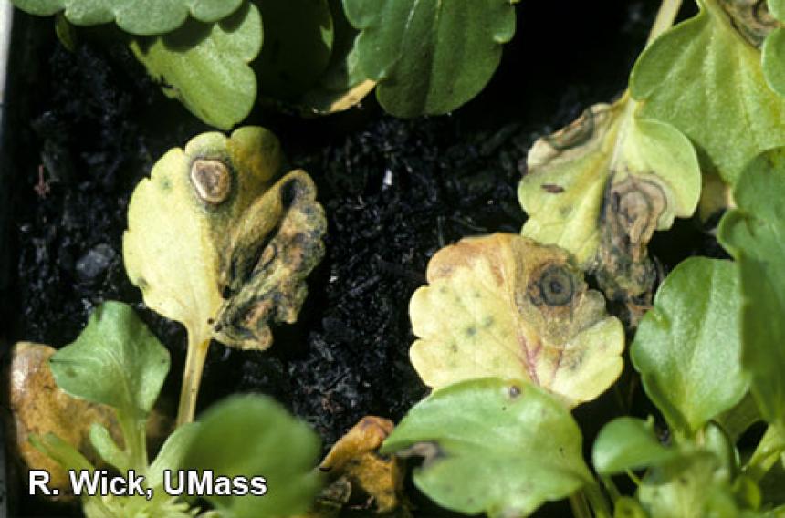 Anthracnose on Pansy