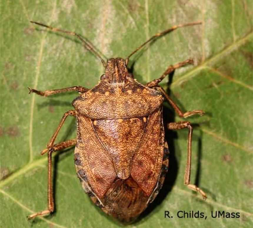 The Return of the Brown Marmorated Stink Bug