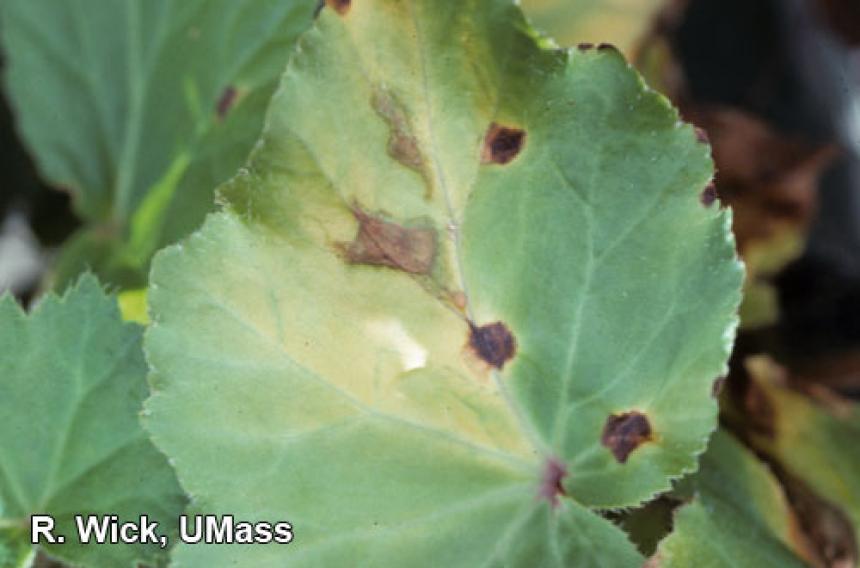 Bacterial leaf spot on Begonia (Xanthomonas campestris pv. begoniae)