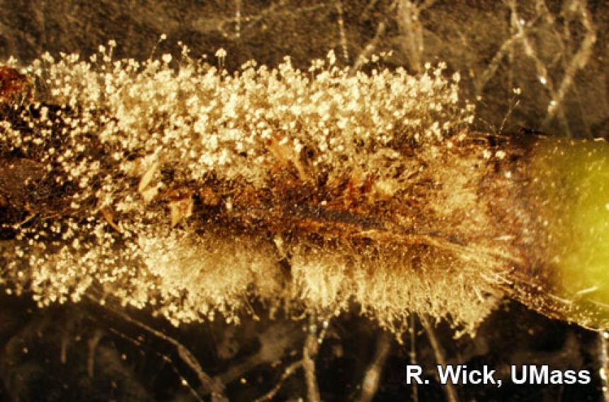 Botrytis spores on Geranium