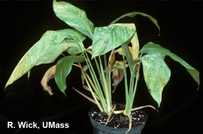 Spathiphyllum - Cylindrocladium Root and Crown Rot