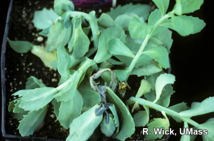 Sedum – Erwinia chrysanthemi
