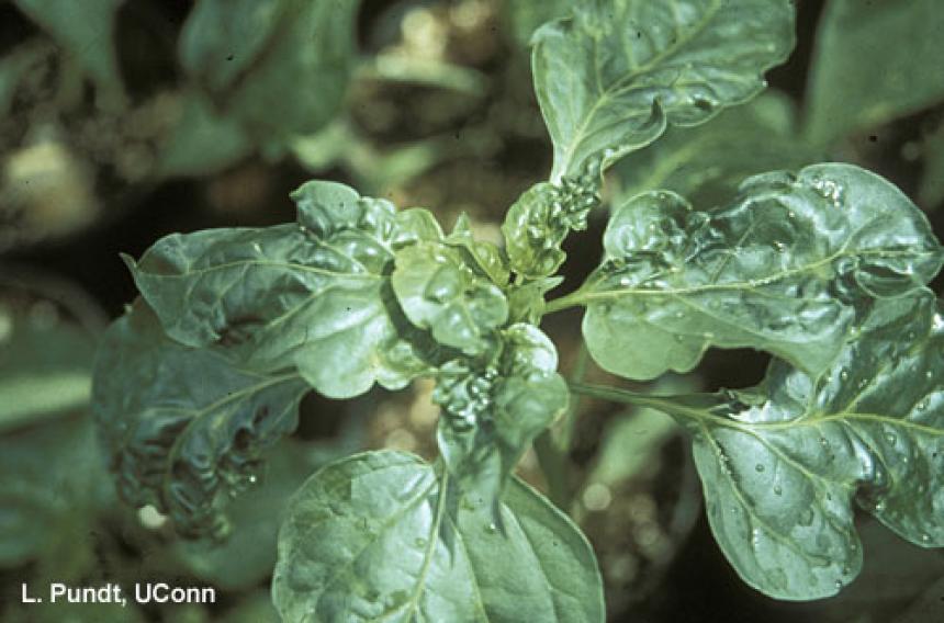 Aphids – Foxglove aphid feeding injury on pepper