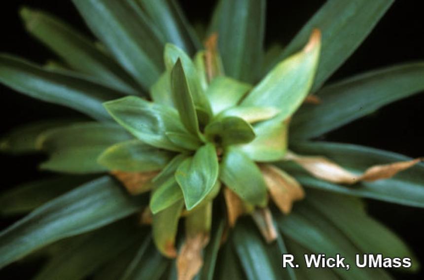 Easter lily – Foliar nematodes (Aphelenchoides species)