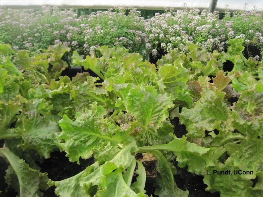 Guardian plant for lettuce