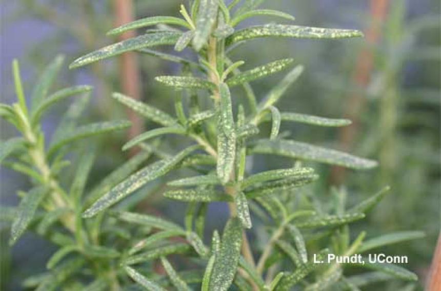 Leafhopper Damage to Rosemary