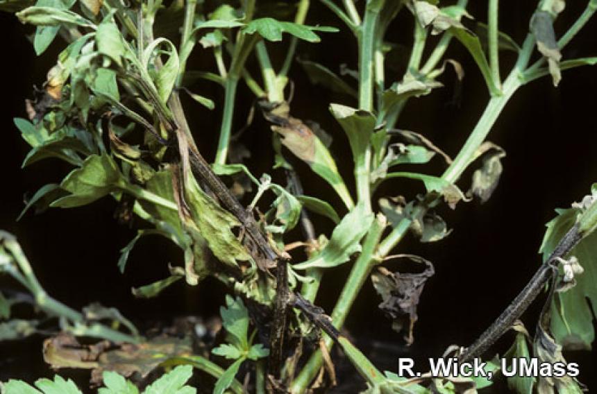 Chrysanthemum- Soft rot, (Erwinia species)