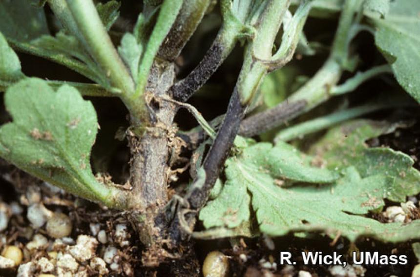 Chrysanthemum – Pythium stem rot