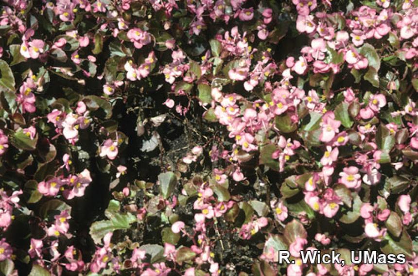 Begonias – Rhizoctonia crown rot