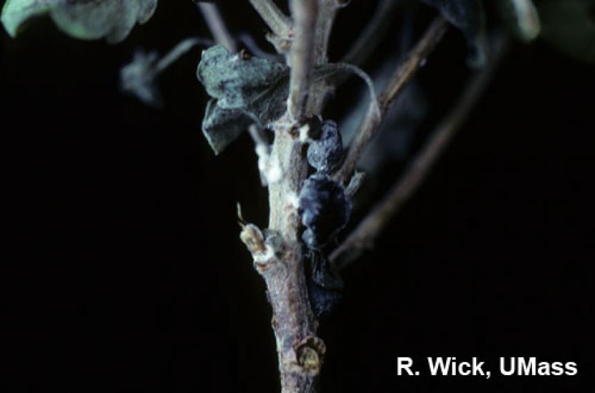 Chrysanthemum – Sclerotinia Stem Rot