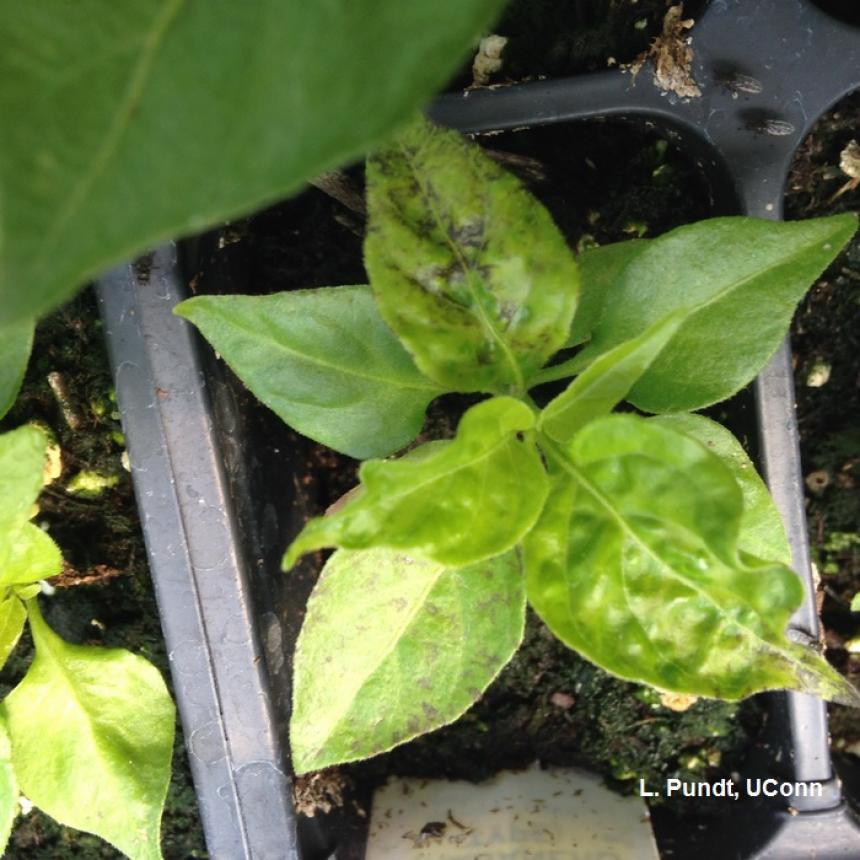 Tobacco mosaic virus on pepper plant