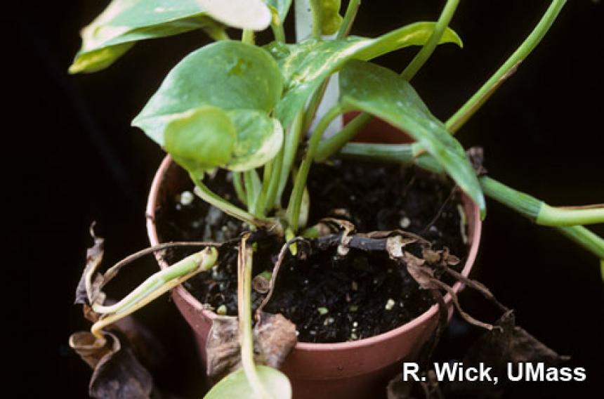 Pothos – Phytophthora crown rot
