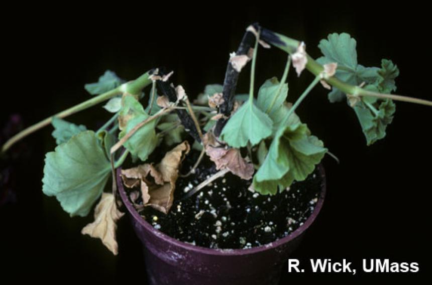 Pythium (black leg) on geranium