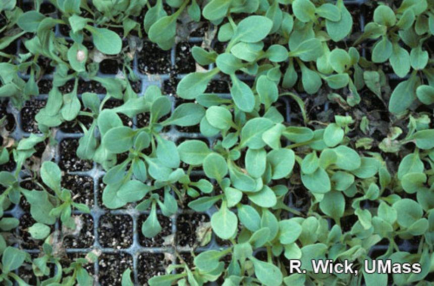 Petunia – Rhizoctonia foliar blight