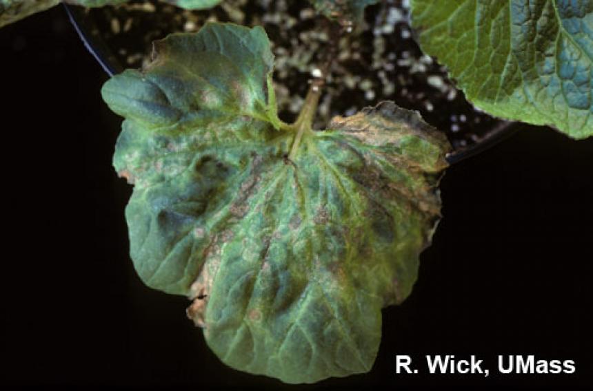Begonia – Impatiens Necrotic Spot Virus (INSV)