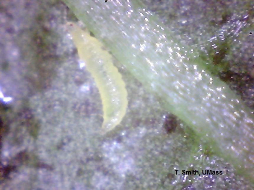 Western Flower Thrips Larva